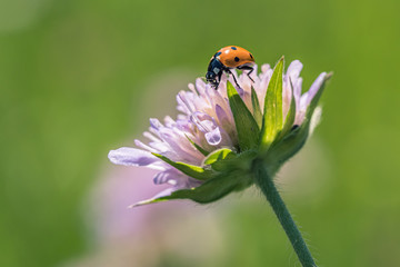 Gros plan d'une coccinelle posée sur une fleur violacée
