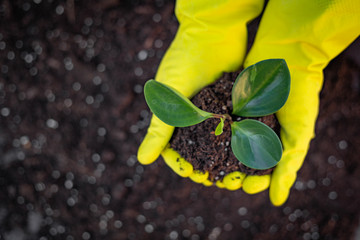 Woman planting a green flower. Care for garden and nature concept. Female potting a flower closeup. Organic garden concept. Idea of nature care.