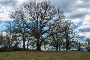 Fototapeta premium tree and sky