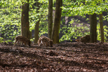 Small piglet of a wild boar in a deciduous forest with beautiful light. Wild photo.