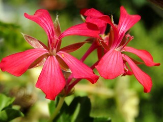 Beautiful red flowers with long petals during a beautiful spring morning