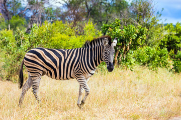 Fototapeta na wymiar The African savannah. The Kruger Park