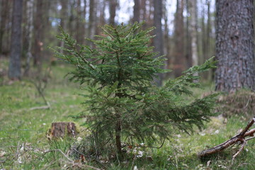 squirrel in the woods