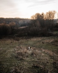 dog in the field