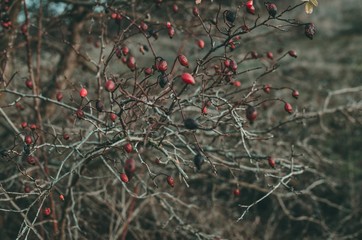 red berries on a branch