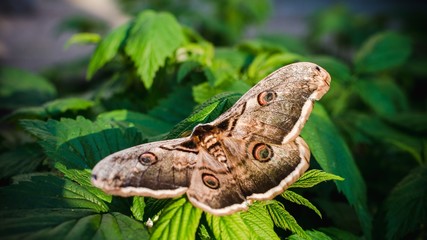Obraz premium big butterfly in the leaves