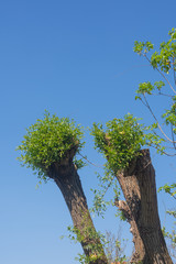 fresh new green leaves sprouting from a tree trunk