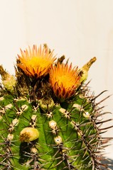 yellow cactus flower