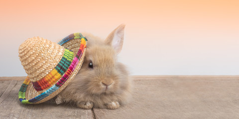 Cute brown rabbit sitting with Jamaican hat on the wooden floor.