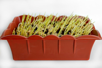 grass dew  homegrown Cat grass kit organic oats