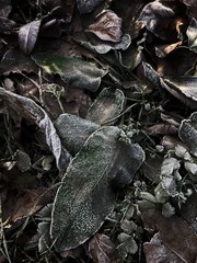 autumn leaves on the ground