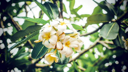 yellow frangipani flower with green leaves