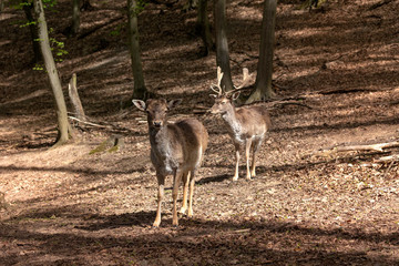 Naklejka na ściany i meble European fallow deer - Dama dama - a pair of fallow deer grazing in a beautiful deciduous forest. Wild photo. 