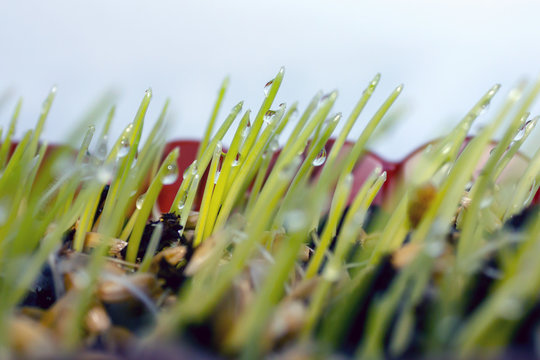 grass dew  homegrown Cat grass organic oats macro