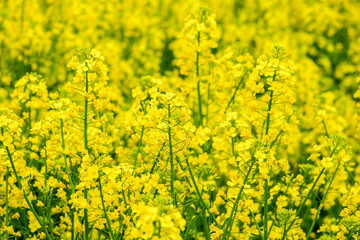 Field with blooming yellow rapeseed