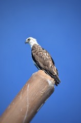 red tailed hawk