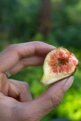 Wine berry in the hand. Fig tree. The oldest cultivated plant. Unripe fig fruit. The product is rich in iron. Figs cut in half. Nutritious Autumn Fruit. Pluck fruit from a tree.