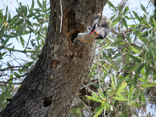 Red-bellied Woodpecker