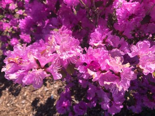 pink and purple flowers on a bush