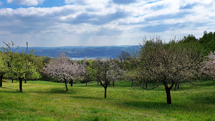 Beautiful nature scene with flowering trees in the orchard stock images. Czech rural landscape stock images. Spring landscape with field and forest. Beautiful Czech countryside. Spring background imag