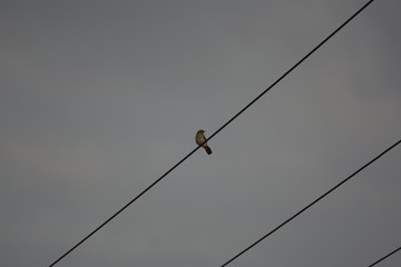 Blackbird (Turdus merula) on a high voltage power line