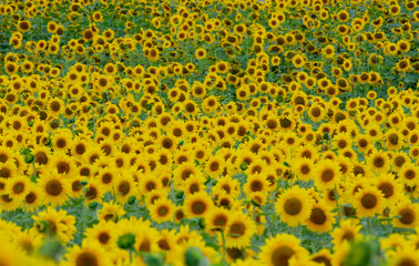 Sunflowers at sunrise in Canada