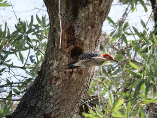 Red-bellied Woodpecker
