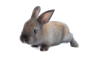 Cute little baby rabbit walking isolated on white background.