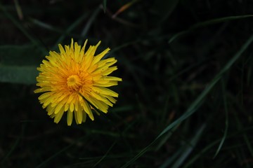 sow-thistle