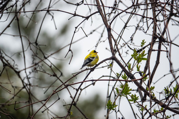Naklejka premium American Goldfinch Perched on Branch in Springtime
