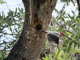 Red-bellied Woodpecker
