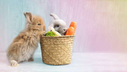 Fototapeta na wymiar Cute baby brown rabbit pushing basket with little grey bunny inside along with vegetables. Multicolor pastel background and surface with copy space.