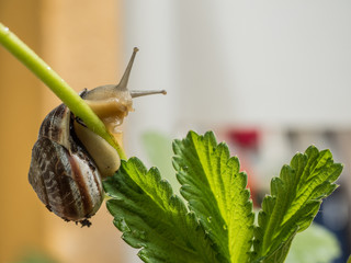 Snail in a strawberry plant © Lunipa
