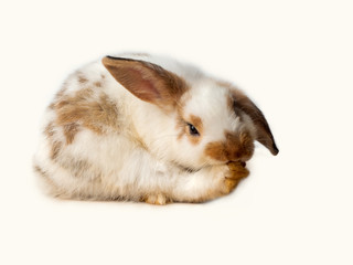 Cute little white and brown rabbit sitting gesture of yoga pose. Bunny cleaning itself.