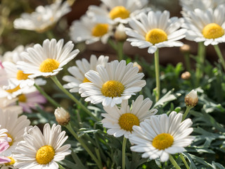 Bouquets of blooming daisies