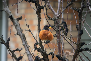 American Robin Perched on Branch in Springtime