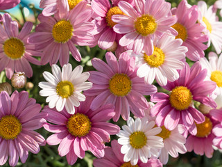 Bouquets of blooming daisies