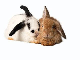 Fototapeta premium Two adorable rabbits sitting closely to each other, brown and white with black ears and mustache. Isolated on white background.