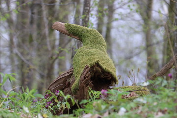 Moss bird in old forest
