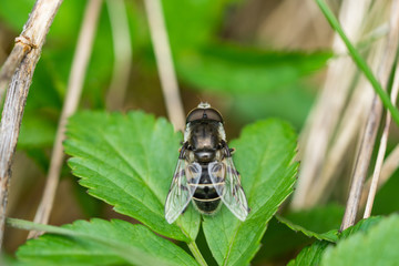 Black Shouldered Drone Fly in Springtime