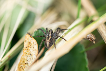 Brush Legged Wolf Spider in Springtime
