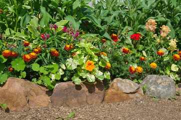 Fototapeta na wymiar Border of decorative garden flowers