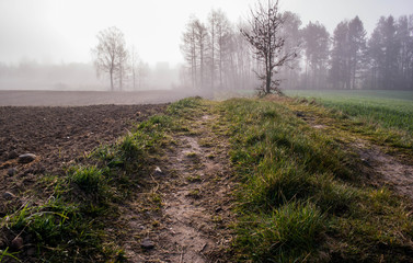 A dirt road to the forest. A small forest behind the hill. Morning fog in Kashubia.