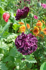 Peony-shaped Terry poppies (lat. Papaver) bloom in the summer garden