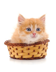 Naklejka na ściany i meble Kitten in a basket.