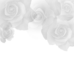 abstract roses flower on white background,wallpaper,copy space