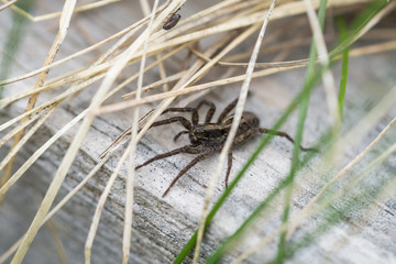 Brush Legged Wolf Spider in Springtime