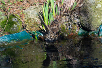 Thrush singer, singer - a species of medium-sized bird from the thrush family, inhabiting Eurasia.
