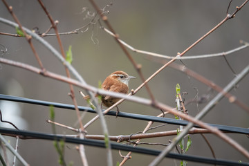 Carolina Wren Perched on Wire in Springtime