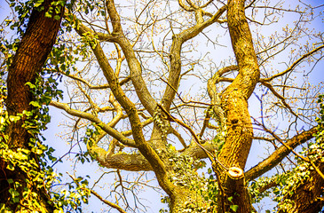 Fototapeta premium Tree in spring with the first buds